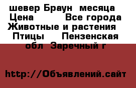шевер Браун 2месяца › Цена ­ 200 - Все города Животные и растения » Птицы   . Пензенская обл.,Заречный г.